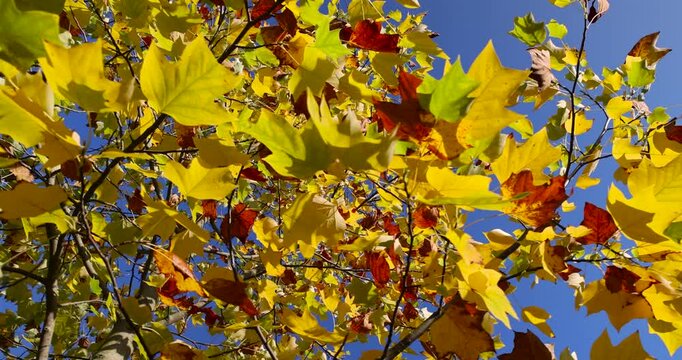 bright yellow and orange foliage of the tulip tree in the autumn season, bright sunny weather in the park with beautiful yellow leaves on the branches of the tree, against the clear blue sky
