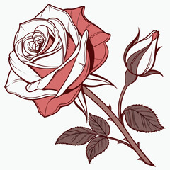 A beautiful rose in full bloom, with a bud just beginning to open, its petals a delicate blend of white and red isolated on
