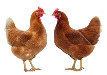 Two brown hens poultry farming chickens livestock agriculture animal husbandry birds isolated on transparent background