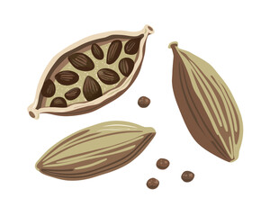 Herbal Spice Cardamom Engraved Illustration