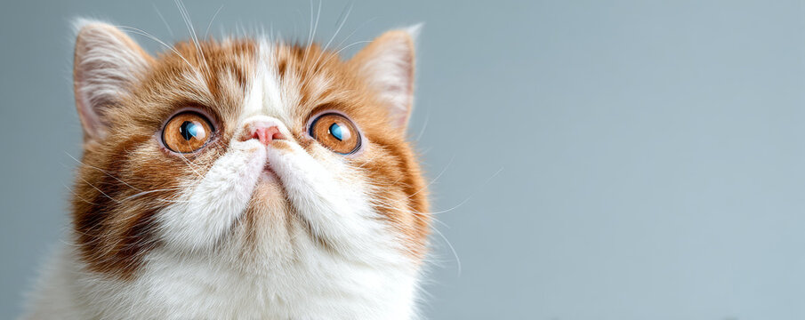 Fluffy exotic shorthair cat with orange and white fur, large round eyes, and curious expression against light background