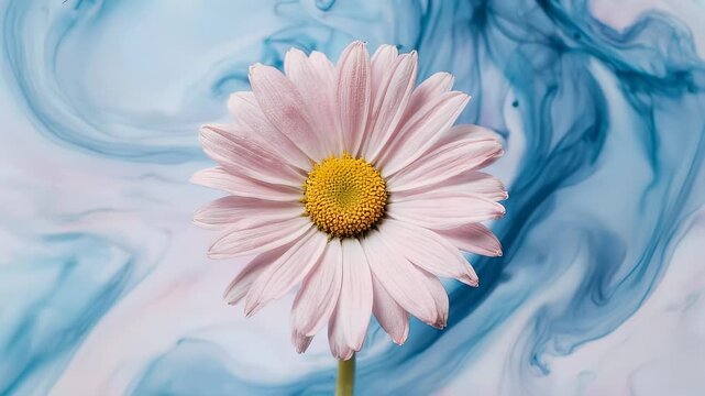 Pink daisy blooms against blurred blue, white backdrop