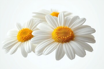 Three white daisies with bright yellow centers on a soft white background, fresh delicate and cheerful close-up