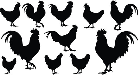Chicken and rooster silhouette vector set, farm poultry animal collection, black hen bird shapes, agriculture livestock graphics, isolated illustration icons, meat design
