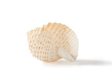 Single spiral seashell isolated on white background