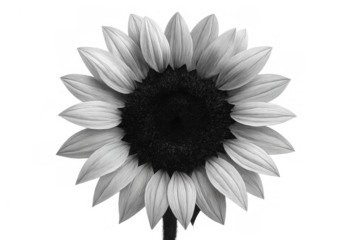 Sunflower featuring monochrome petals and a dark center, expressing concepts of growth, contrast, and elegance on transparent background