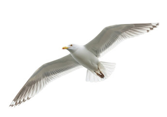 A white seagull in flight isolated on transparent background