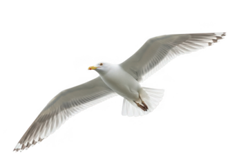 A white seagull in flight isolated on transparent background