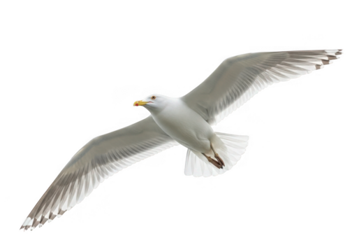 A white seagull in flight isolated on transparent background
