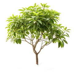 Small tree with green leaves isolated on transparent background, a natural beauty isolated on transparent background