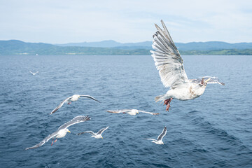 Gulls flying over Lake Toya, Hokkaido, Japan