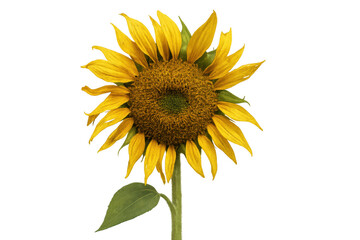 Fototapeta premium Sunflower isolated on transparent background showing bright yellow petals and green stem, symbolizing summer, nature, and growth