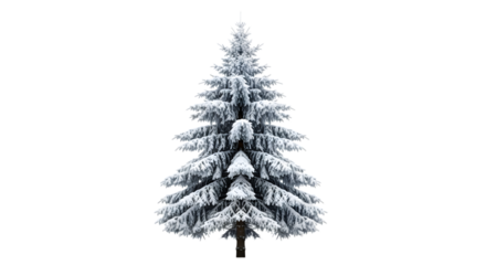 A single snowcovered pine tree