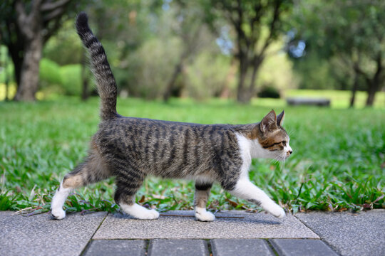 The kitten is taking a stroll in the park.