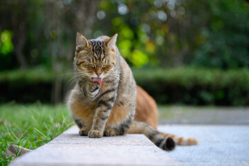 The cat is licking its paws.