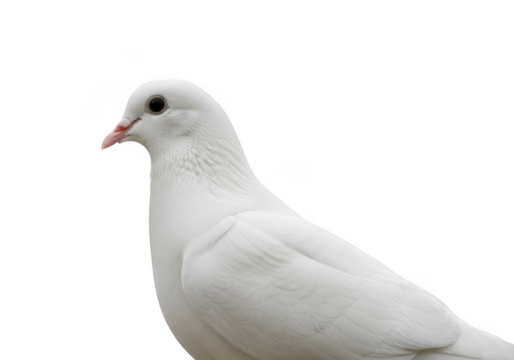 A white dove bird isolated on transparent background - Powered by Adobe