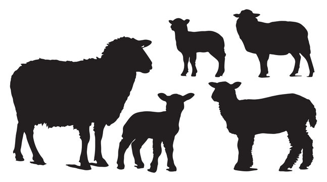 Sheep and lambs silhouettes vector