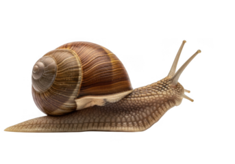 Garden snail crawling slowly isolated on transparent background