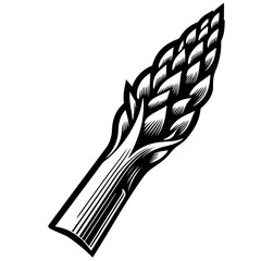 Illustration of a single asparagus spear with intricate details in black and white coloring style