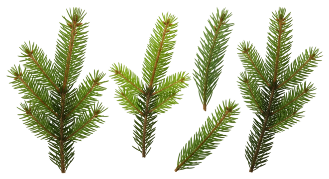 Several green fir tree branches with needles