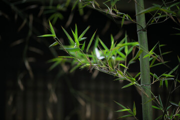 Fresh green bamboo leaves isolated on dark blurred background