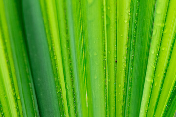 Macro texture of fresh green leaf veins with water drops