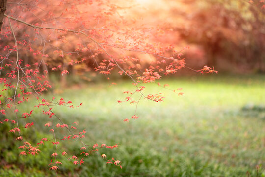 Red maple tree leaves in autumn forest with sunlight - Powered by Adobe