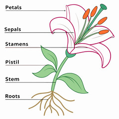 Illustration of a lily flower with its parts labeled, including petals, sepals, stamens, pistil, stem, and roots isolated on