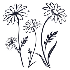 Illustration of a daisy bouquet isolated on, with delicate petals and stems, creating a simple and elegant floral arrangement