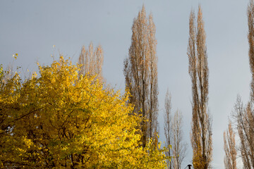 The last of autumn, leaves and barren trees, Fall season in remission