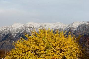 autumn in the mountains. snow and autumn. mountain snow with Fall leaves