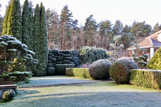 Garden landscape receiving sun during a cold winter morning, with grass, topiaries, and hedges covered in white frost