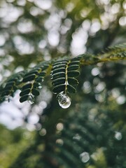 Raindrop on a leaf.