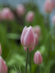 Soft pink tulip bud spring bloom gentle garden nature macro floral calm mood