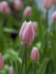 Pink tulip flower bloom spring garden soft focus natural light delicate petal gentle mood