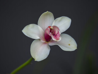White orchid flower pink center soft petal macro detail botanical elegant minimal moody