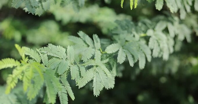 A clear, detailed close-up showing the delicate, feathery leaf structure of the Baval tree, highlighting its natural pattern, texture, and fresh green tones.