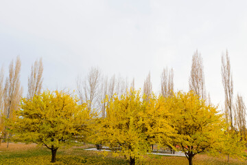 The last of autumn, leaves and barren trees, Fall season in remission