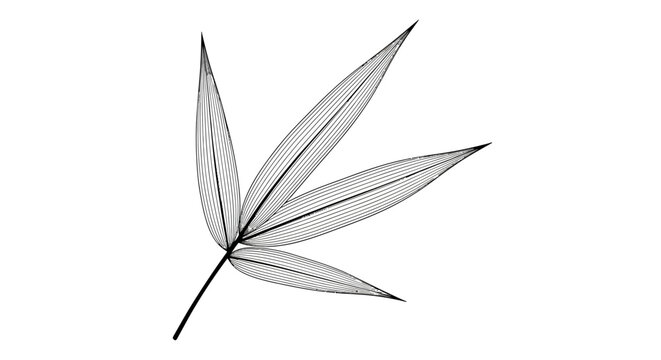 Delicate bamboo leaves illustration on white background.