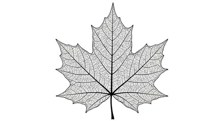 Detailed black and white drawing of a maple leaf.