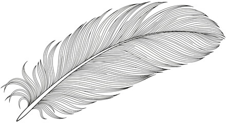 Detailed feather illustration, showcasing intricate lines and textures, artistic design. © Vektor