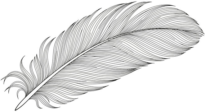 Detailed feather illustration, showcasing intricate lines and textures, artistic design.