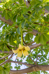 Fleur de baobab 