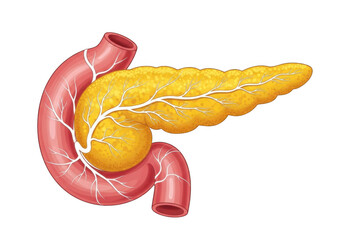 Human pancreas and duodenum isolated on transparent background