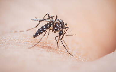 Aedes aegypti mosquito biting human skin transmitting disease