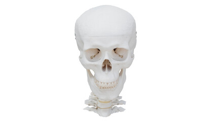 3d rendering human skull and neck