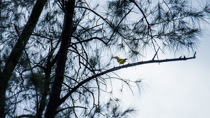 Yellow bird perching on pine tree branch