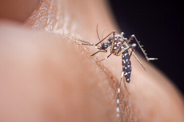 Aedes mosquito biting human skin transmitting disease
