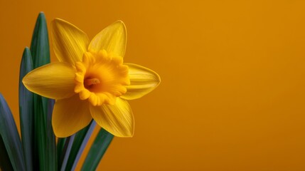 A yellow flower with a green stem is on a yellow background