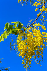 Cassia fistula, grappes de fleurs jaunes 